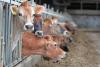 The future of agriculture is sustainable and profitable