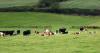 Agriculture study to help form economic strategy for Cork County Council