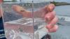 Why these scientists are studying 'tropical orphan' fish in RI waters