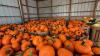 Connecticut pumpkin harvest bounces back after years of rainy losses