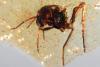 Ecuador’s Amber Windows Rewrite the Story of Flowers, Insects, and Where Life’s Partnerships Began