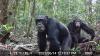 Did the ancestor of humans and chimps have a taste for alcohol?