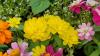 This Is How Yellow Flowers Became Paraguay’s Spring Social Media Sensation