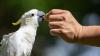 Artificial nests offer hope for rare cockatoos in Hong Kong