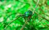 Ecuador Amber Unlocks Stunning Secret: Insects from the Age of Dinosaurs!
