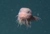 Scientists Discover Strange New Deep-Sea Fish Species