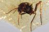 Scientists find prehistoric life in S. American amber
