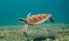 Historic first nesting of loggerhead turtle confirmed in Croatia