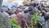 Body of Missing Bahraini Tourist Found After 3-Day Search Off Phuket Beach