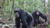 Yet another thing we have in common with our chimp cousins