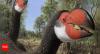 Madagascar Elephant Bird