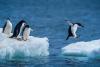 Science The Cool Down Researchers deploy ingenious robot to sneak up on iconic 'sentinel' creatures: 'It can get close to the animals without scaring them'