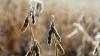Scientists Develop "Super" Soybean More Appealing to Consumers