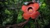 Can We Save World’s Largest Flowers From Brink of Extinction?
