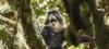 Rare primate discovery puts South Sudan on global conservation map