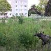 Loose moose told to Czech out of Austria