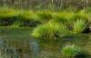 Lithuania Will Restore Bogs On The Border With Belarus
