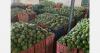 The European Union bans Malian mangoes
