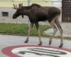 Moose captured after roaming across Europe, becoming social media star