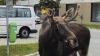Emil the Elk caught in Austria after summer roaming across Central Europe goes viral