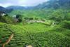 Cameroon 2018-2025: Ambitious Agricultural Reforms Start to Deliver