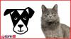 How The Dogist and Belarus The Cat turned pet fandom into thriving U.S. businesses