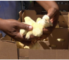 Cayman: Minister Ebanks Attends Official Handover of Locally Hatched Broiler Chicks at N Dee’s Farm