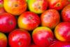 Guatemala fresh mango exports to the US surpass 32 million pounds