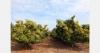 Tanzanian growers receive fertilizer training to boost avocado yields