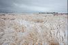 Mongolia faces looming livestock feed crisis