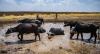 Nearly 100 Buffaloes Killed In Namibia Stampede