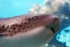 Two’s Company, Three’s A Mating Party: Sharks In Action