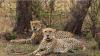 India To Get More Cheetahs By Year-End From Kenya, Namibia Or Botswana, Sites In Gujarat, MP Identified