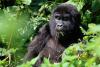 What to know about endangered gorillas and tourist tours tracking them (World)