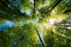 Scaling Nature-Based Solutions With Outcomes-Based Financing