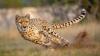 New Cheetahs From Botswana, Namibia & Kenya To Be Brought To India By End Of 2025