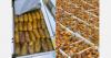 Algerian Deglet Nour season is about to start