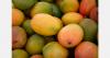 Brazilian mango exports affected by rainfall and disease pressure