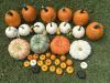 Front Porch Pumpkins brings fall magic to coastal Delaware
