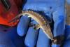EPA approves long-awaited protections for endangered fish in the Delaware River
