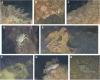 Science Associated Press Scientists find marine life thriving on World War II explosives in the Baltic Sea