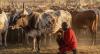 Cameroon Targets 1.1 Million Tonnes of Milk by 2035 With a $500 Million Public Funded Push