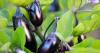 What is a Food System?