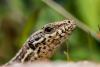 Scientists discover concerning changes in lizards: 'We are beginning to understand'