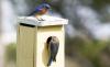 Birds, nature and a new chapter for conservation