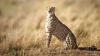 Project Cheetah: New big cats expected by year-end, talks on with Botswana