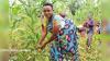 Burundi : subsidized fertilizers now conditional on contour lines