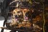 FOUR PAWS Turns to Tourists, Locals to Curb Dog and Cat Meat Trade in Cambodia, Vietnam