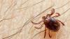 Congo virus toll climbs to 6 in Sindh, with 5 deaths reported from Karachi
