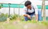 Local Food and Farm Council Announces October Town Halls on USVI Agricultural Plan